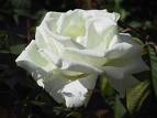 Rosa blanca.- PUREZA - Miedo, amor espiritual, inocencia, virginidad, es la flor por excelencia de las bodas. El color blanco es la luz que se difunde (no color), también significa calma y armonía. Para los orientales es el color que indica la muerte.